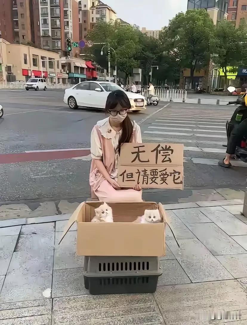 啥情况？可爱的小猫寻主人。这么可爱的小猫，碰到了我也要领养一只。在城市的街头