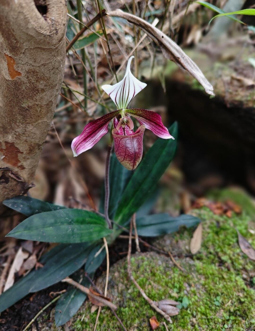 居然还有兰花长得像拖鞋原来花也很狡猾见过像拖鞋的兰花吗，就是紫纹兜兰，它授粉从