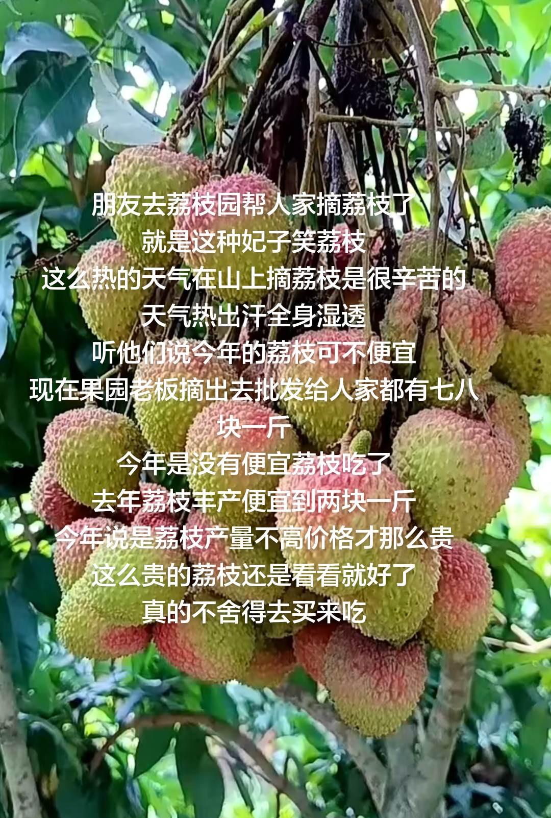 朋友去荔枝园帮人家摘荔枝了就是这种妃子笑荔枝这么热的天气在山上摘荔枝是很辛苦