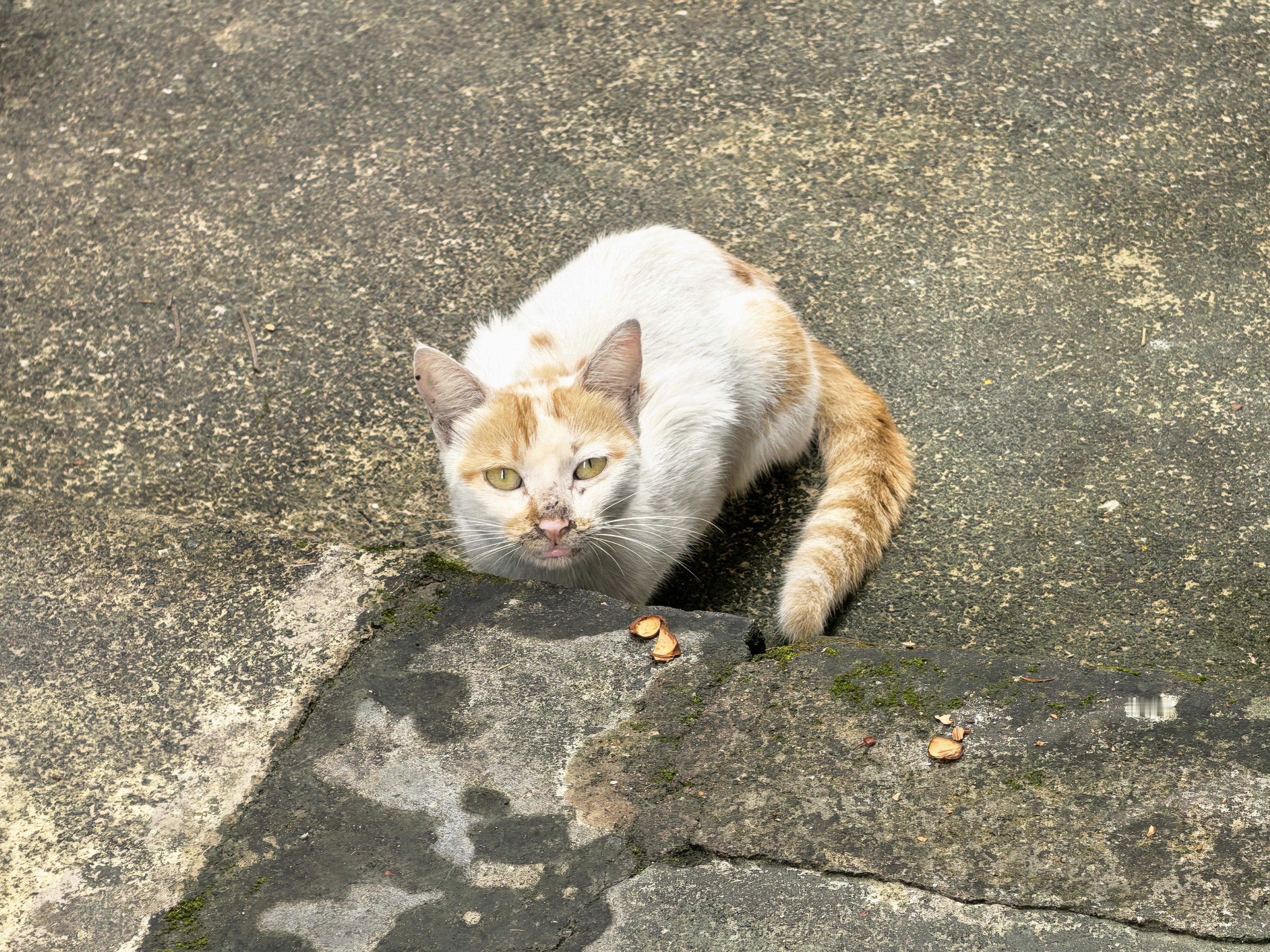 逗逗邻居家的小猫咪🐱一到饭点准时现身，两只橘猫探头探脑，守在石阶边盼吃的旧石板