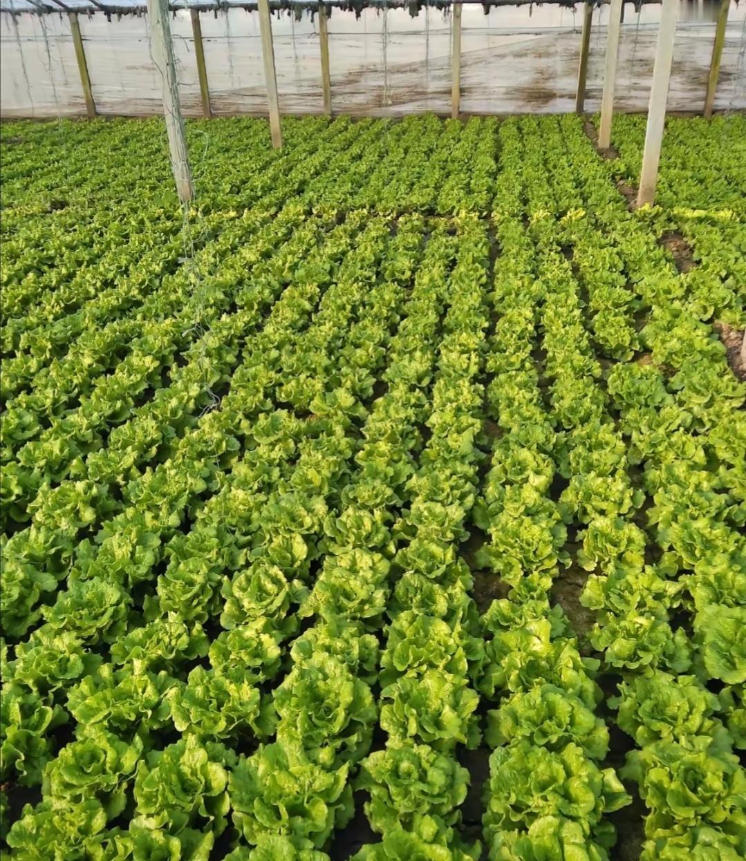 亲戚前些日子花五十万包了二十亩大棚种生菜，今年菜价涨得厉害，一斤能卖两块二。他刚