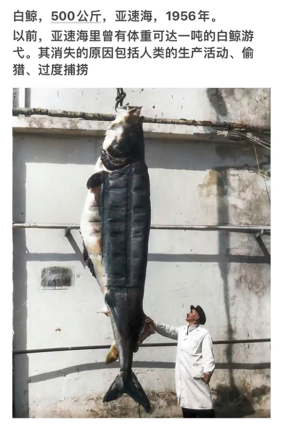 亚速海巨鲸，1956年，500公斤，见证人类对自然的冲击。