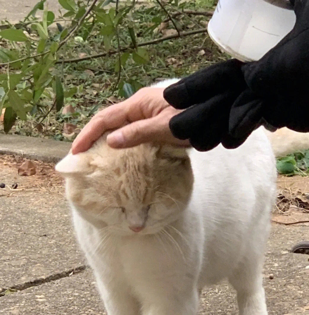 一位善良的好心人，坚持投喂一只流浪猫5个月，把骨瘦如柴的猫咪喂养的胖墩墩的，现在