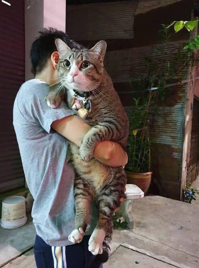 猫奴：回家了猫：我要留在奶奶家