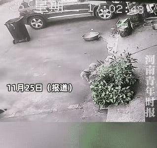 万万没有想到的是，狗子不畏大妈的棒棒的，会奋力保卫自己的家园，虽然只是一个纸箱！