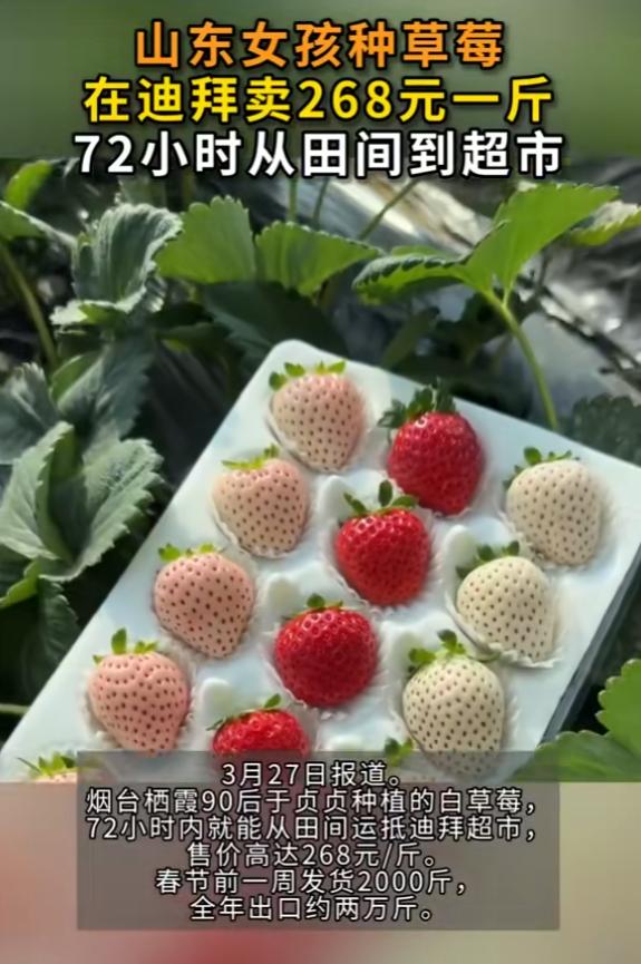 “简直赚翻了！”山东烟台，一女孩为了多赚钱，将自己种的白草莓卖到迪拜去，一斤就是