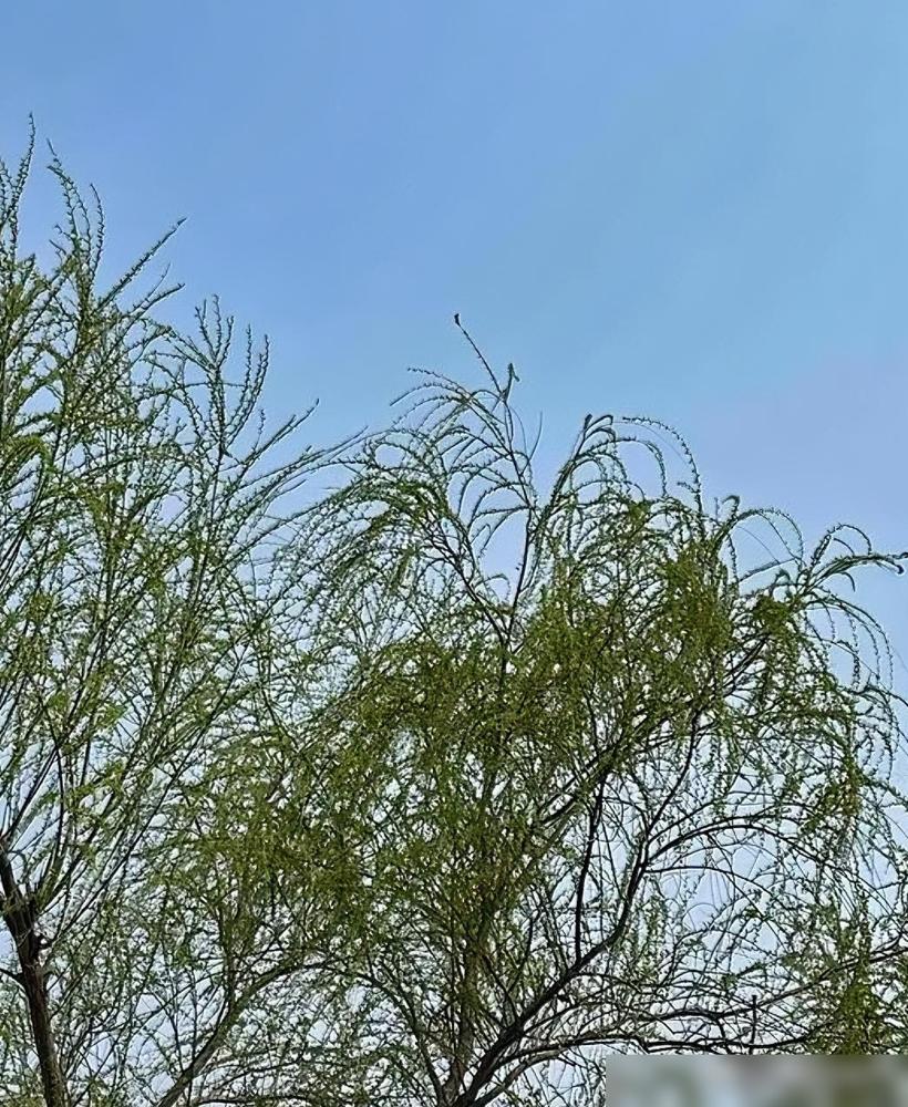 我妹欠我三万赖着不还，转头投亲戚那高收益项目赚了十万！上周在舅妈家撞见她翻手