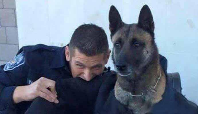 工作人员给警犬穿上了训练服，让它体验下被咬的感觉，警犬一脸懵逼……