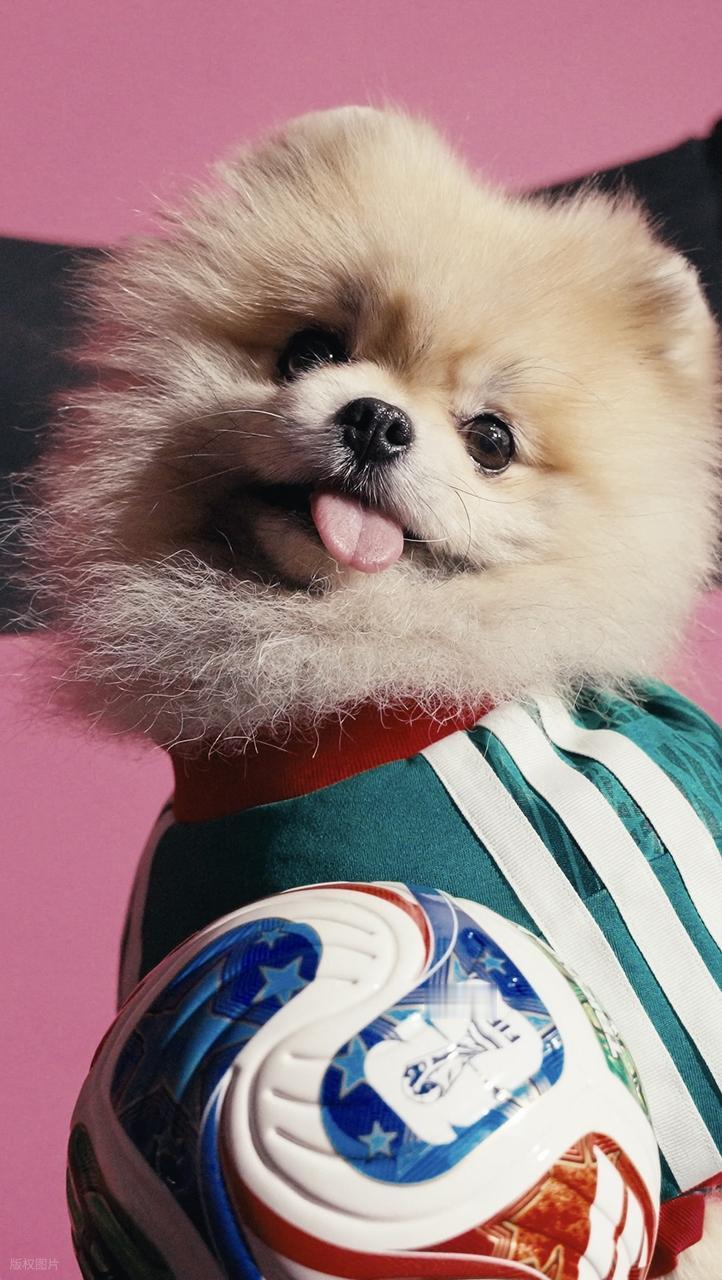 您打算强迫您的狗狗“上班”，陪您一起看世界杯吗？可谓是有人欢喜有人忧……阿迪