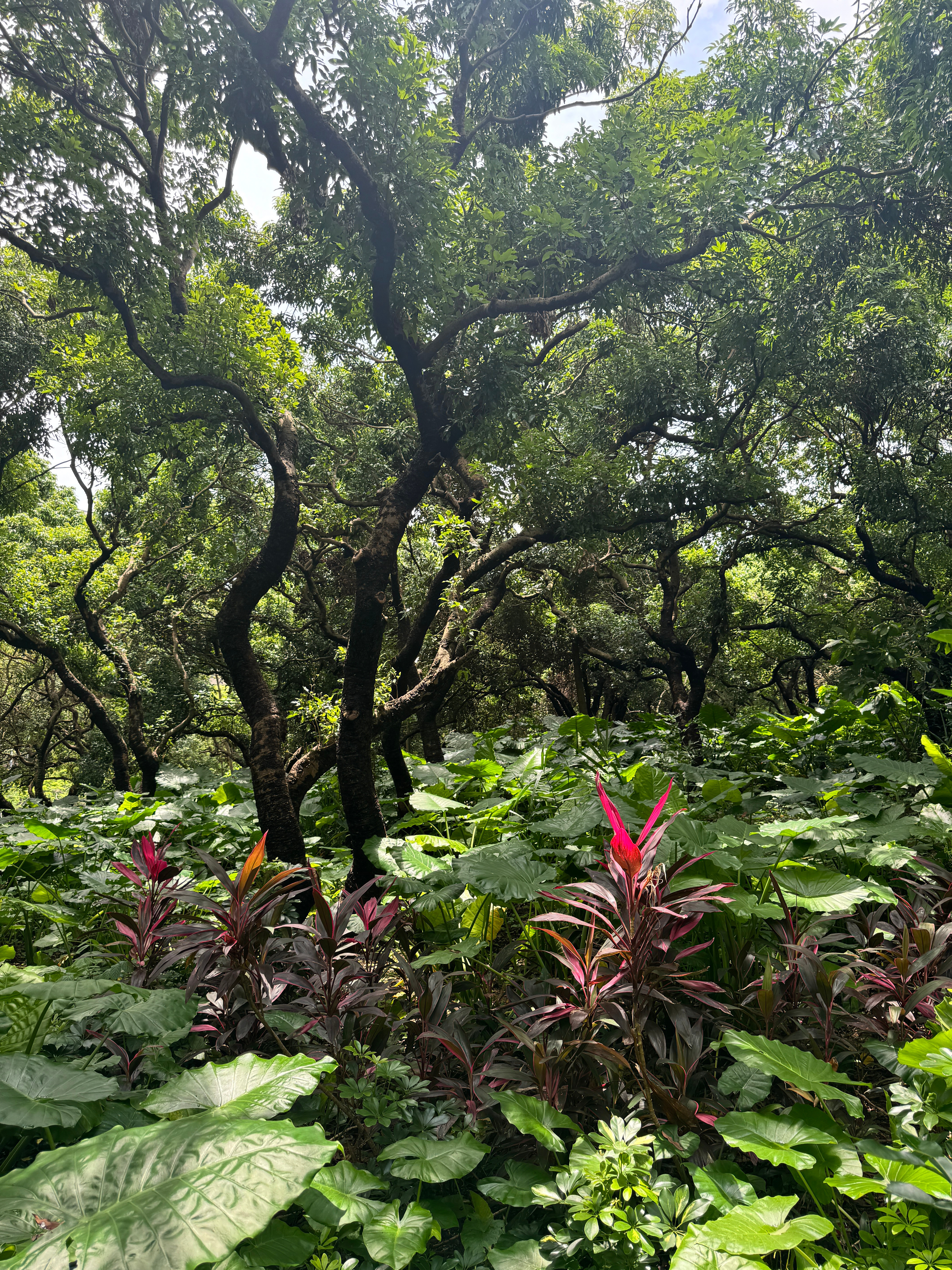 连续下了几个月的雨了，我都感觉至少几个月没磨过相机了，到了公园也是满地狼藉，遍地