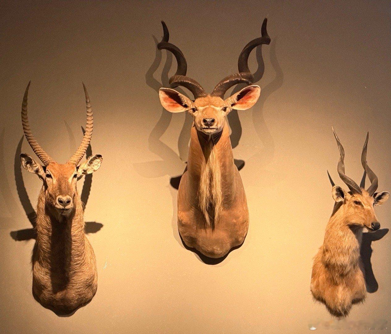 可能是到岁数了，突然觉得这种在墙上挂个动物头的装修还真挺帅的。