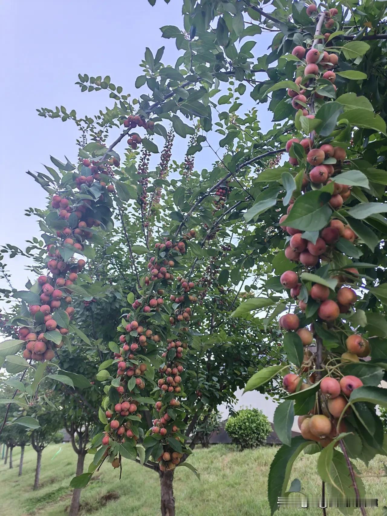 满树果子压弯枝条，看着像小苹果，有谁认识是什么？路边偶遇这一排树，枝头密密麻麻