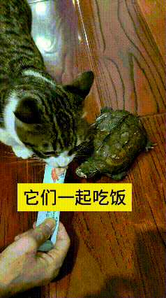 我反反复复看了好几遍这个视频，主人拿着猫条喂家里的小猫，没想到一旁的小乌龟也凑过