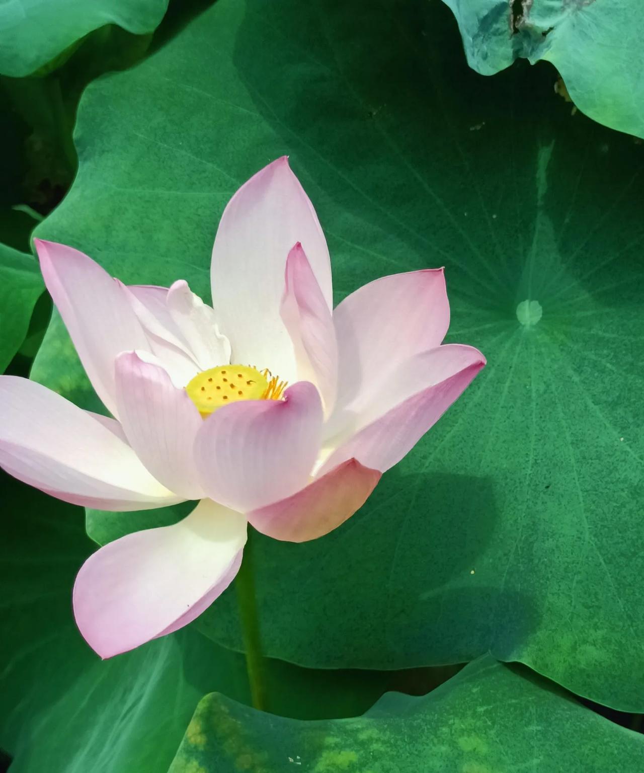 今天退休金提前到账了，我们这里都是15号发放退休金，遇周末节假日则提前发放。有退