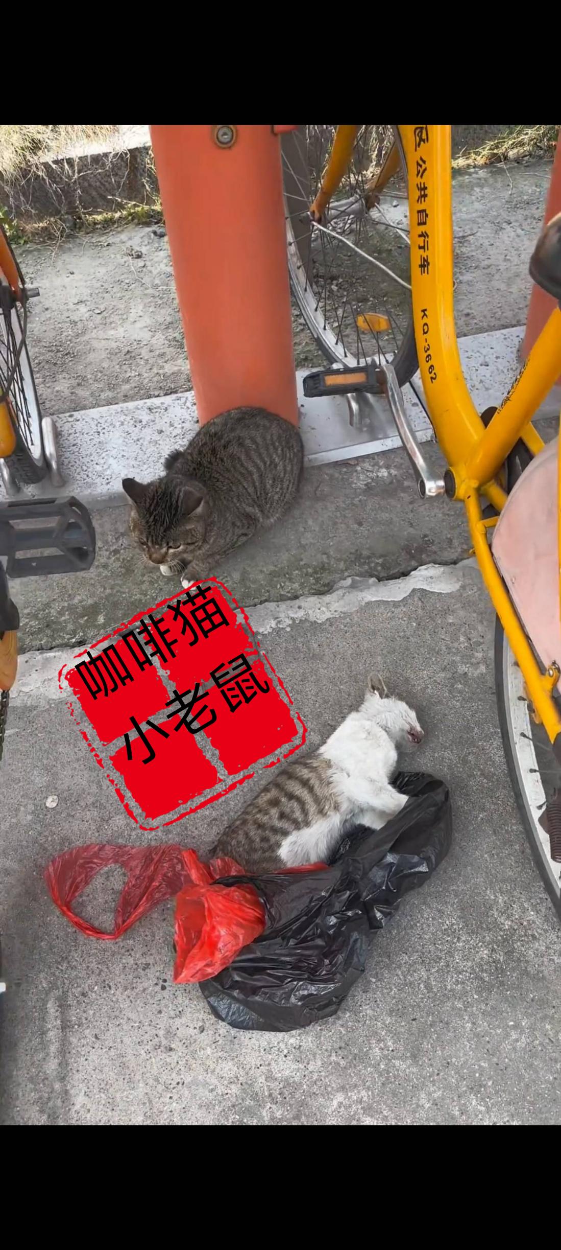 眼前这伤感的画面发生在前不久的一个早上，在一栋居民楼下，一只流浪猫不知道是什么原