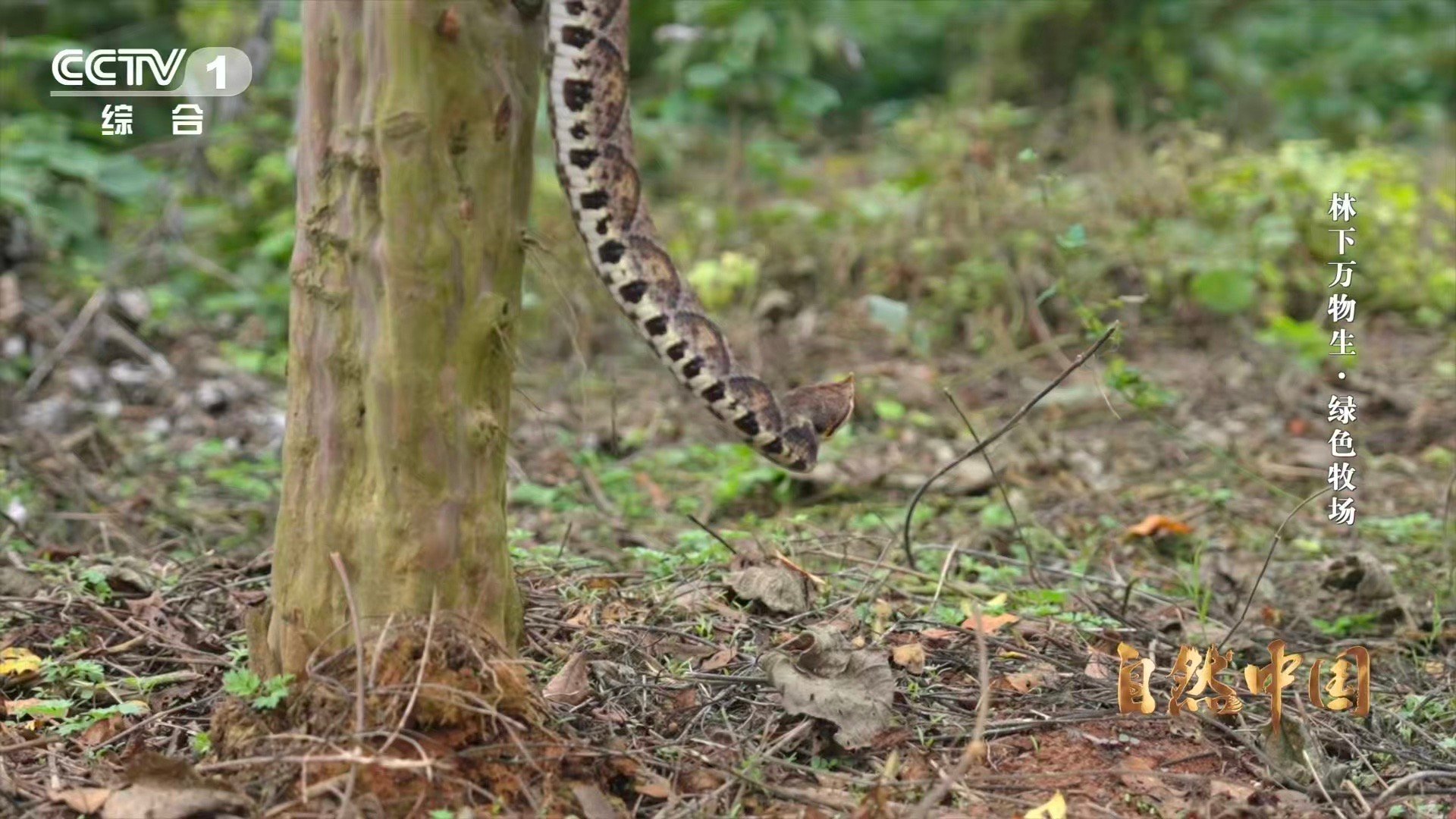 能晒太阳躲雨的仿生态蛇园啥样他们给野生异蛇建了个生态园当养殖业开始“卷”生态环