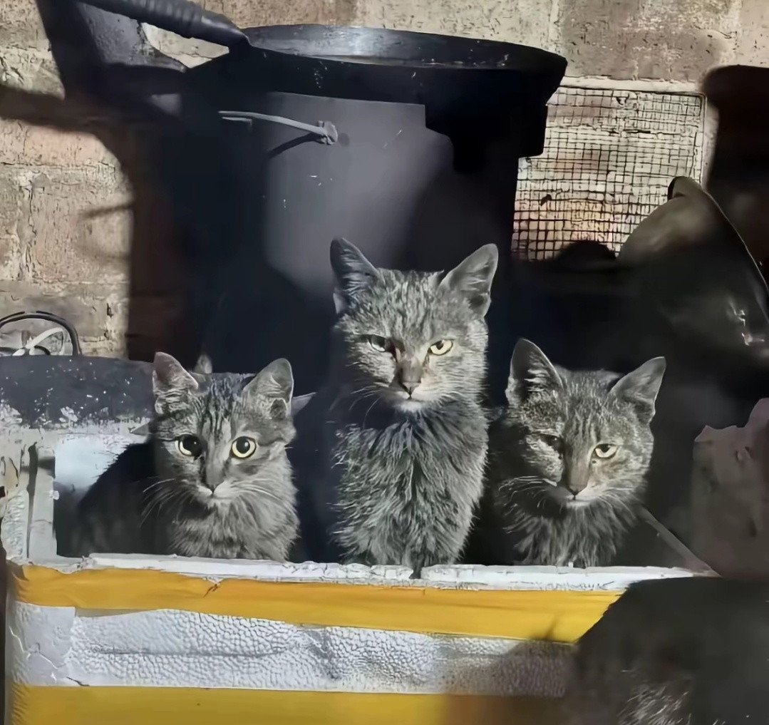 看起来最萌的那个反而是真的狩猎模式[笑着哭]​​​