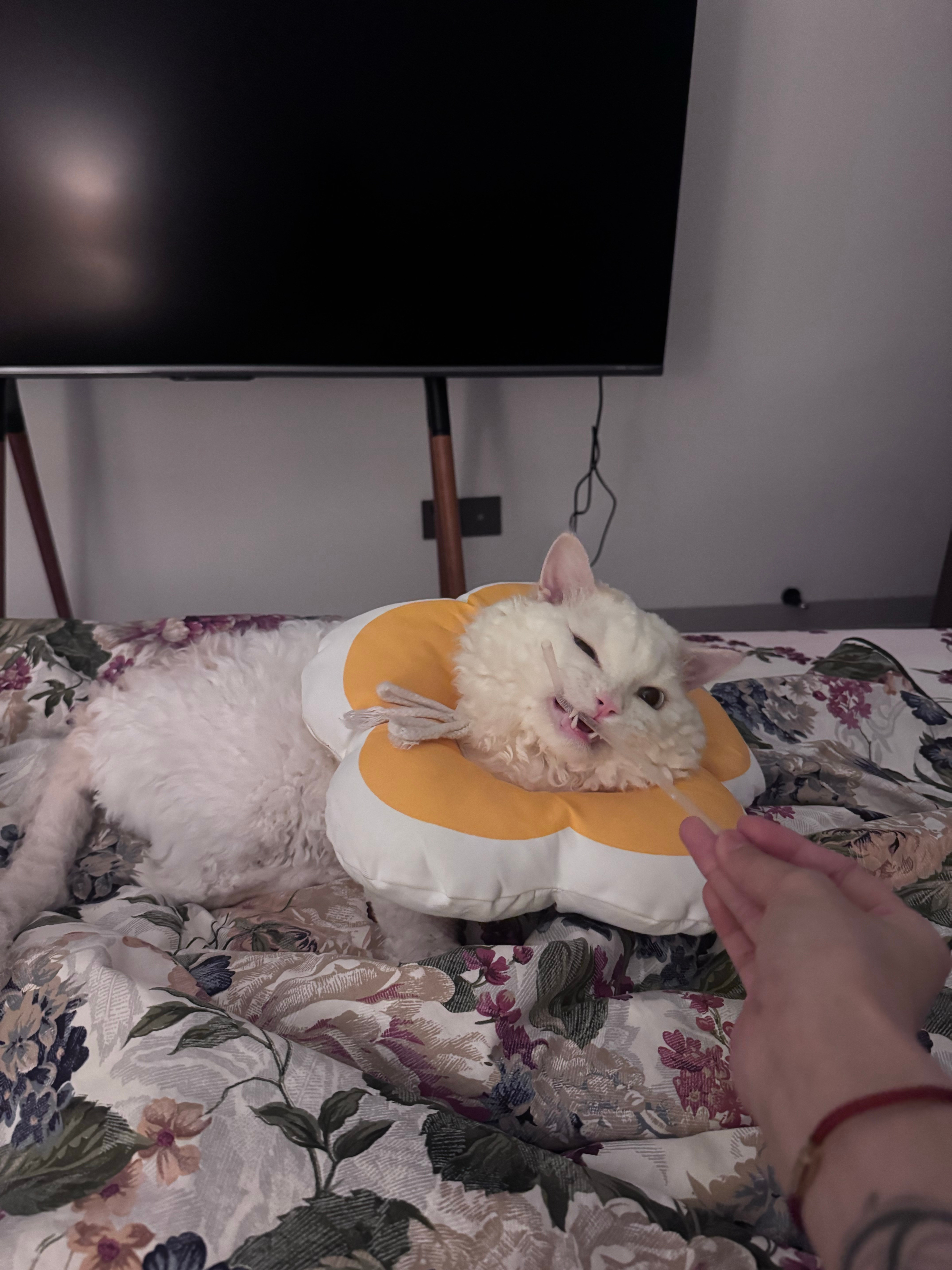 一段时间没洗澡又变成拖把了[吐舌头眯眼睛笑]…​​​