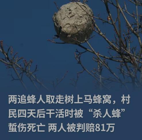 赚小钱却惹上百万赔偿！贵州，两名男子摘马蜂窝赚钱，结果成了被告，要求赔偿116万