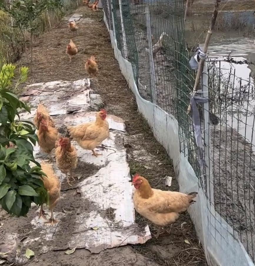 看到业主群里有邻居卖乡下土鸡，28块钱一斤。据说这种土鸡吃米糠、菜叶、粗粮，饲养