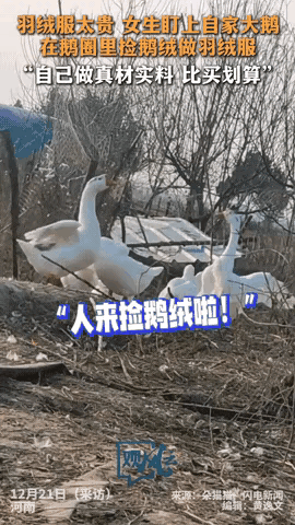 万万没有想到！河南信阳，女子觉得羽绒服太贵，于是盯上在家鹅圈里的大鹅，每天在里面