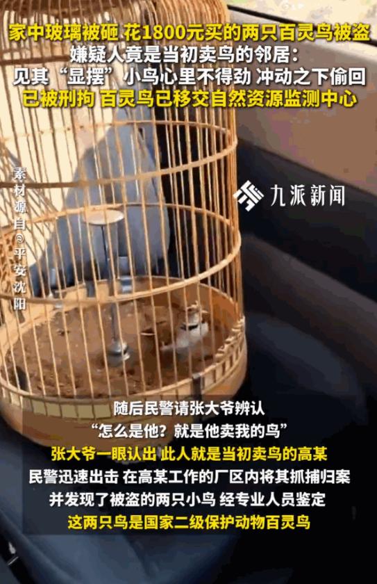 嫉妒使人面目全非！辽宁沈阳，一大爷早上起来，发现自家玻璃被砸个大洞，心爱的两只鸟