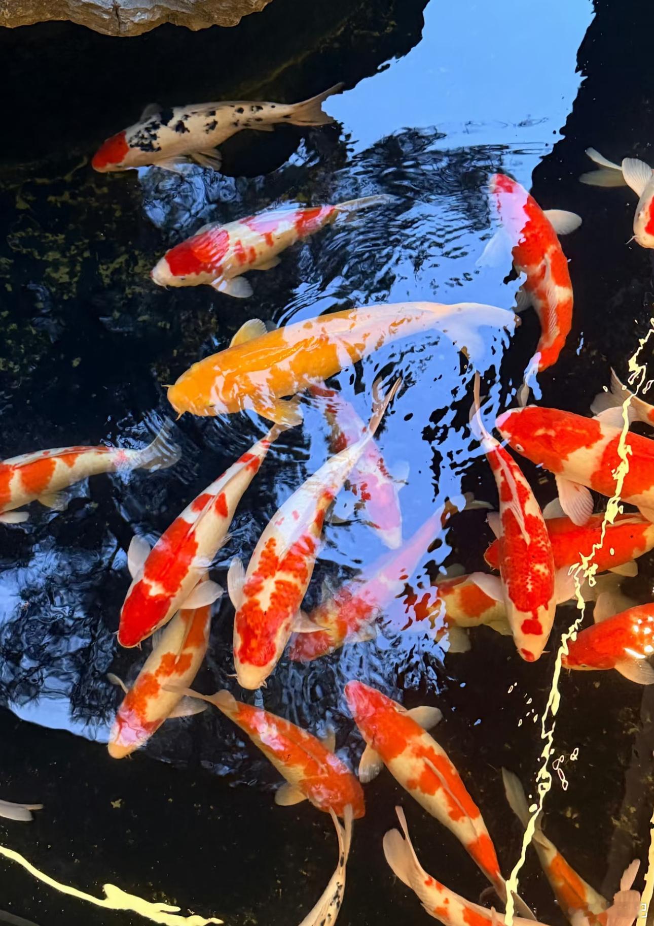 想要祈求姻缘顺遂，早遇良人，也可以多多投喂锦鲤。尤其是命格丙火丁火的女生和戊土己