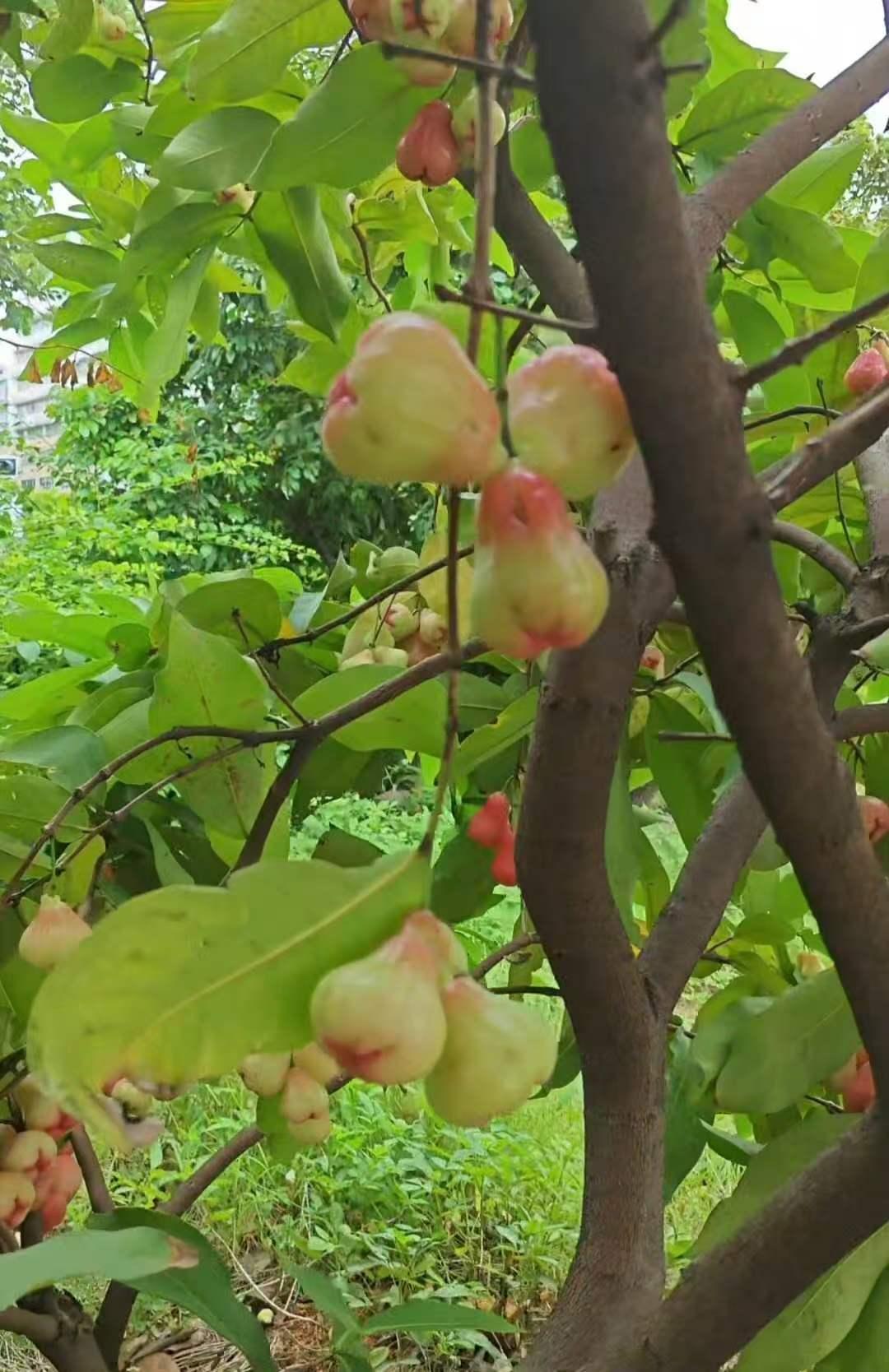 这里不是果园，这里是深圳的路边绿化带。深圳的路边绿化真的是很豪横，除了像风铃花，
