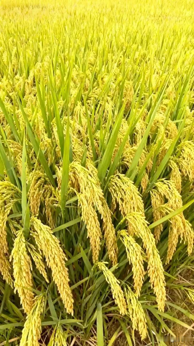 杂交稻的优势有哪些?在上世纪八十年代末九十年代初，我们老家种水稻都是常规品种。