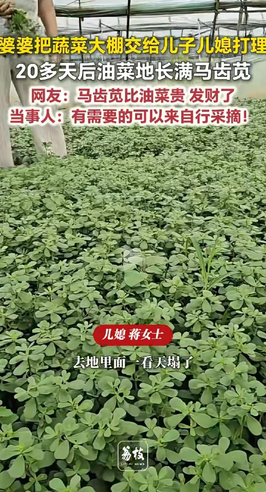 菏泽夫妻代婆婆打理油菜地长满马齿苋。赚大了，马齿苋比油菜贵，市场价一斤5元左右