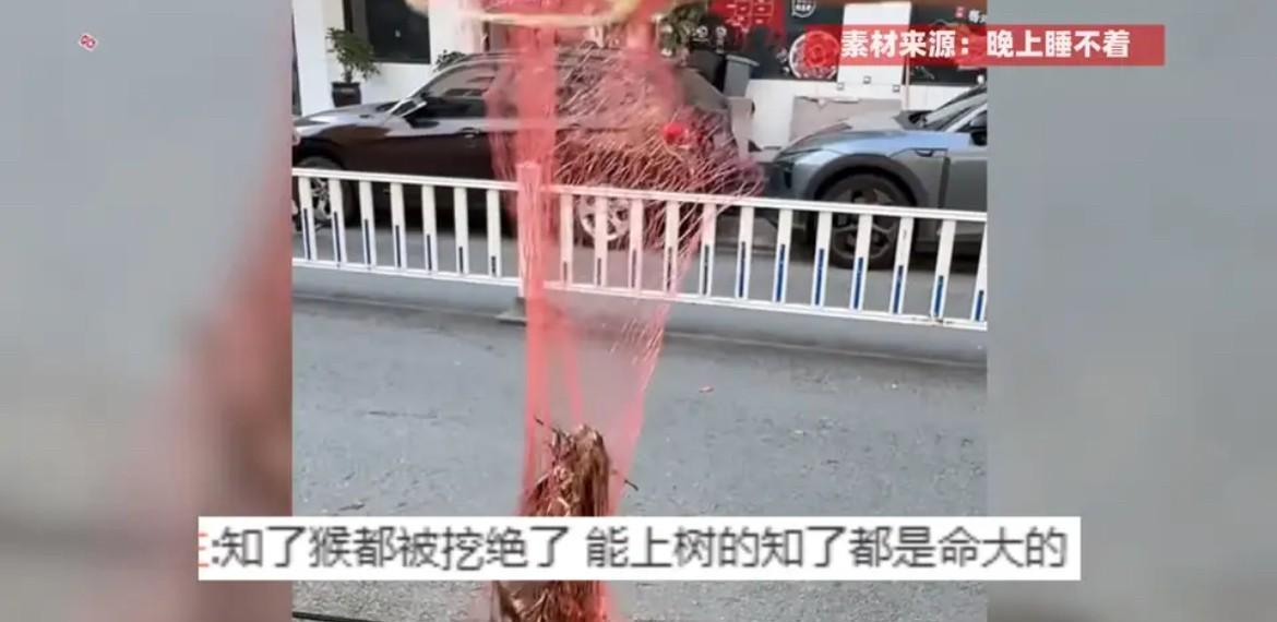 “这简直是捡钱啊！”7月5日，浙江男子被知了吵得午睡不成，抄起杆子怒而反击。谁料