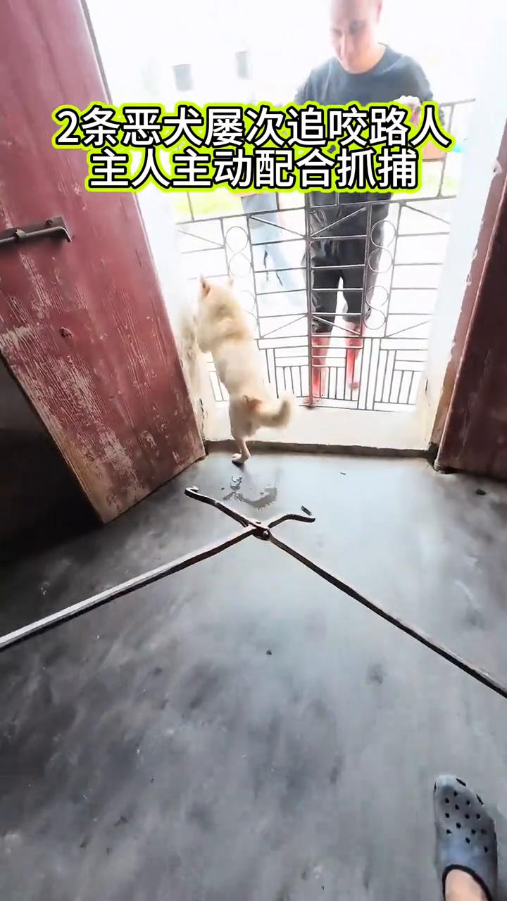 2条恶犬屡次追咬路人，主人主动配合抓捕。