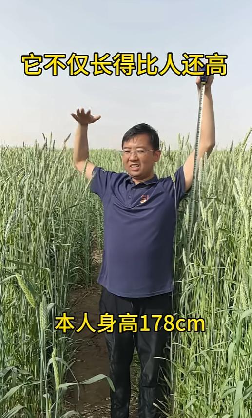 袁老的心愿，可能真的快要实现了！经过中国农科院团队4年攻坚，沙漠饲用小黑麦成功抽