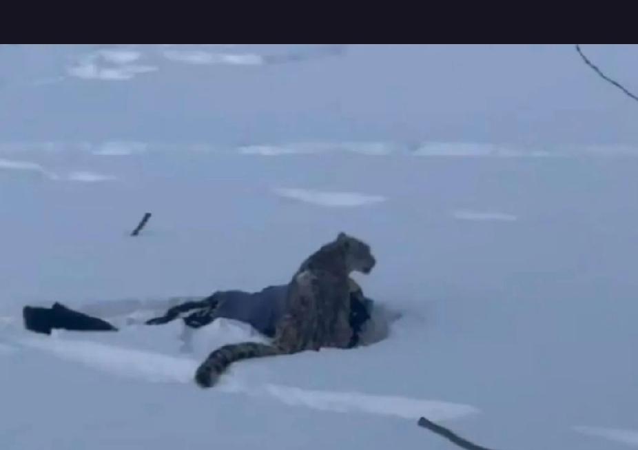 新疆富蕴县发生一起雪豹伤人事件后，这只雪豹又咬死了35只羊，如今已被成功捕获并送