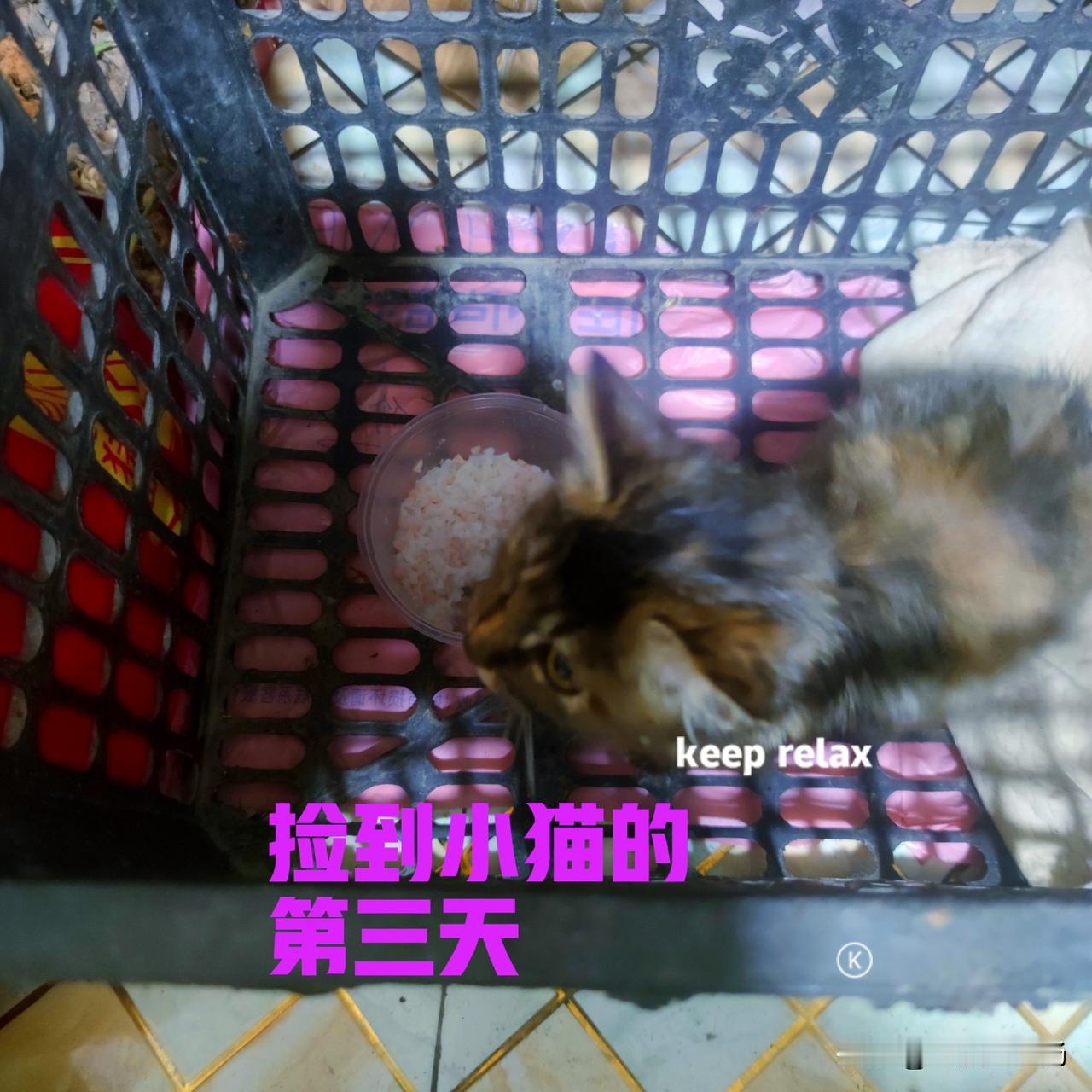 今天是捡到小猫的第三天，早上起来的第一件事，便是去看看小猫怎么样了？刚走到筐子面