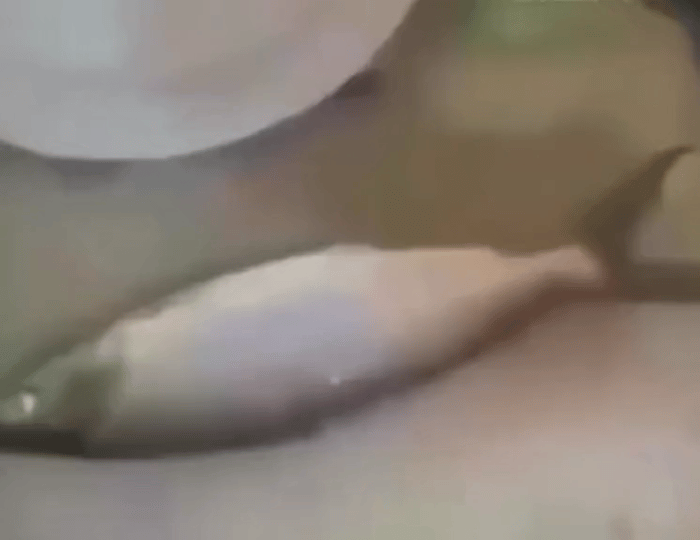 鱼：我...我没死？这一刀貌似不是冲着我来的。