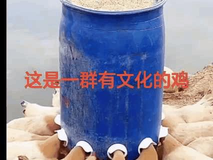 这是一群“有文化”的鸡——养鸡的人聪明，鸡更聪明！这种天才鸡，最后炖汤是不是太可