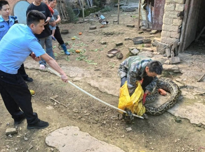 广东梅州村民鸡舍突现50斤巨蟒，警民合力成功“请走”不速之客
