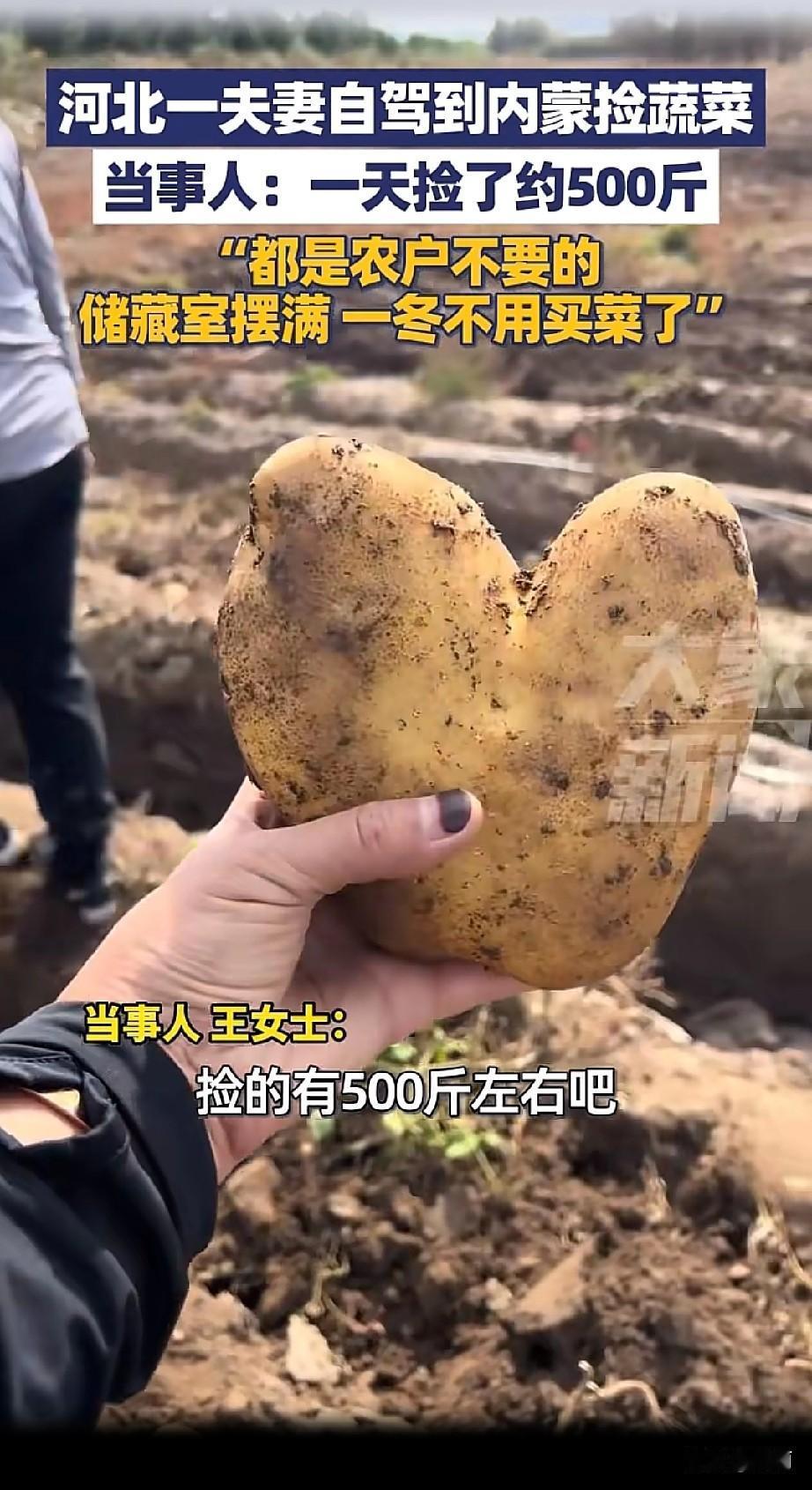 河北燕郊一对夫妻自驾去内蒙古多伦，一天捡了约500斤蔬菜，有洋葱、土豆等，装满一