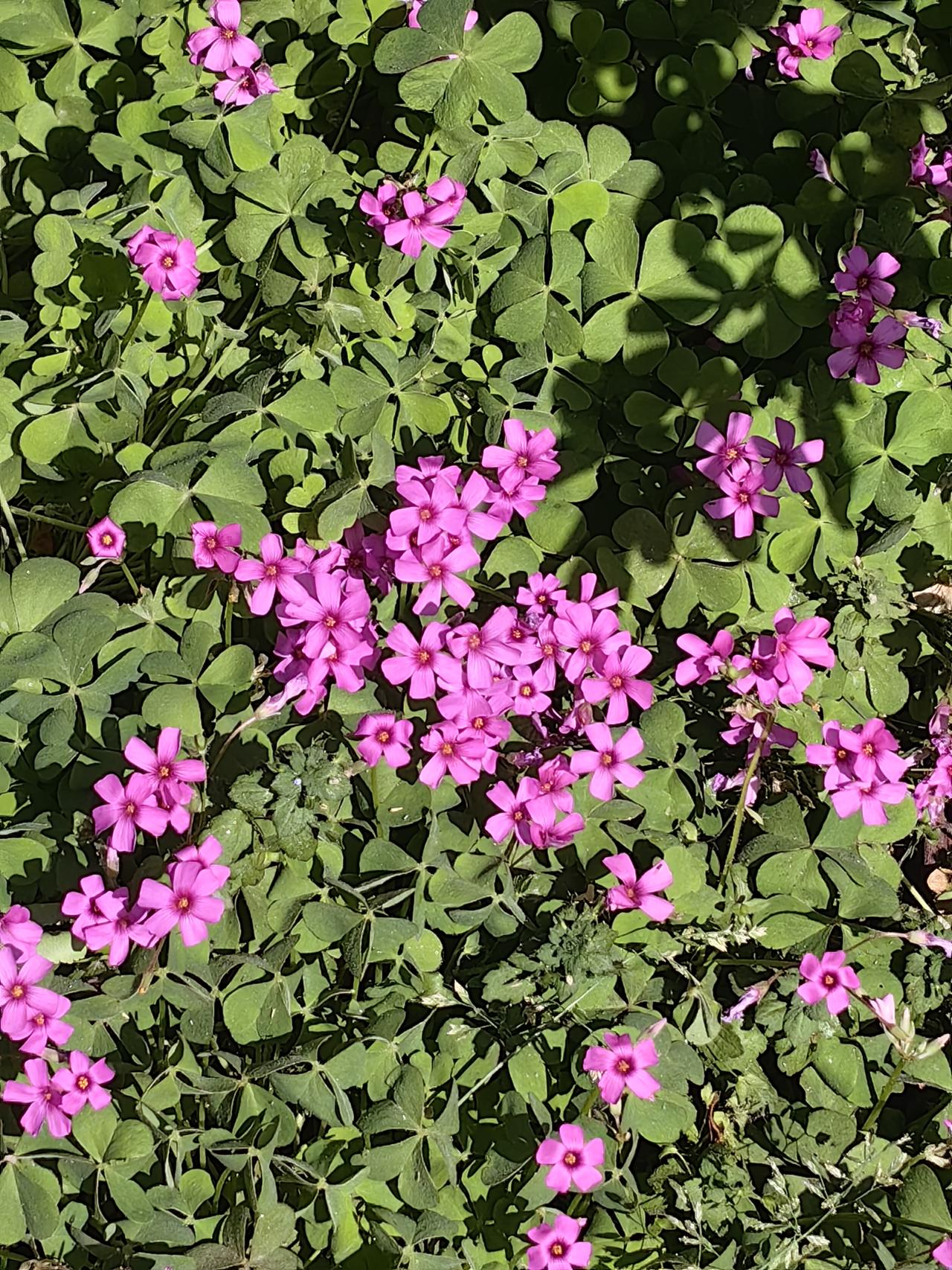 痔疮手术后第五天，我仍在为排便困难煎熬着昨天是我痔疮手术后的第五天了，排尿困