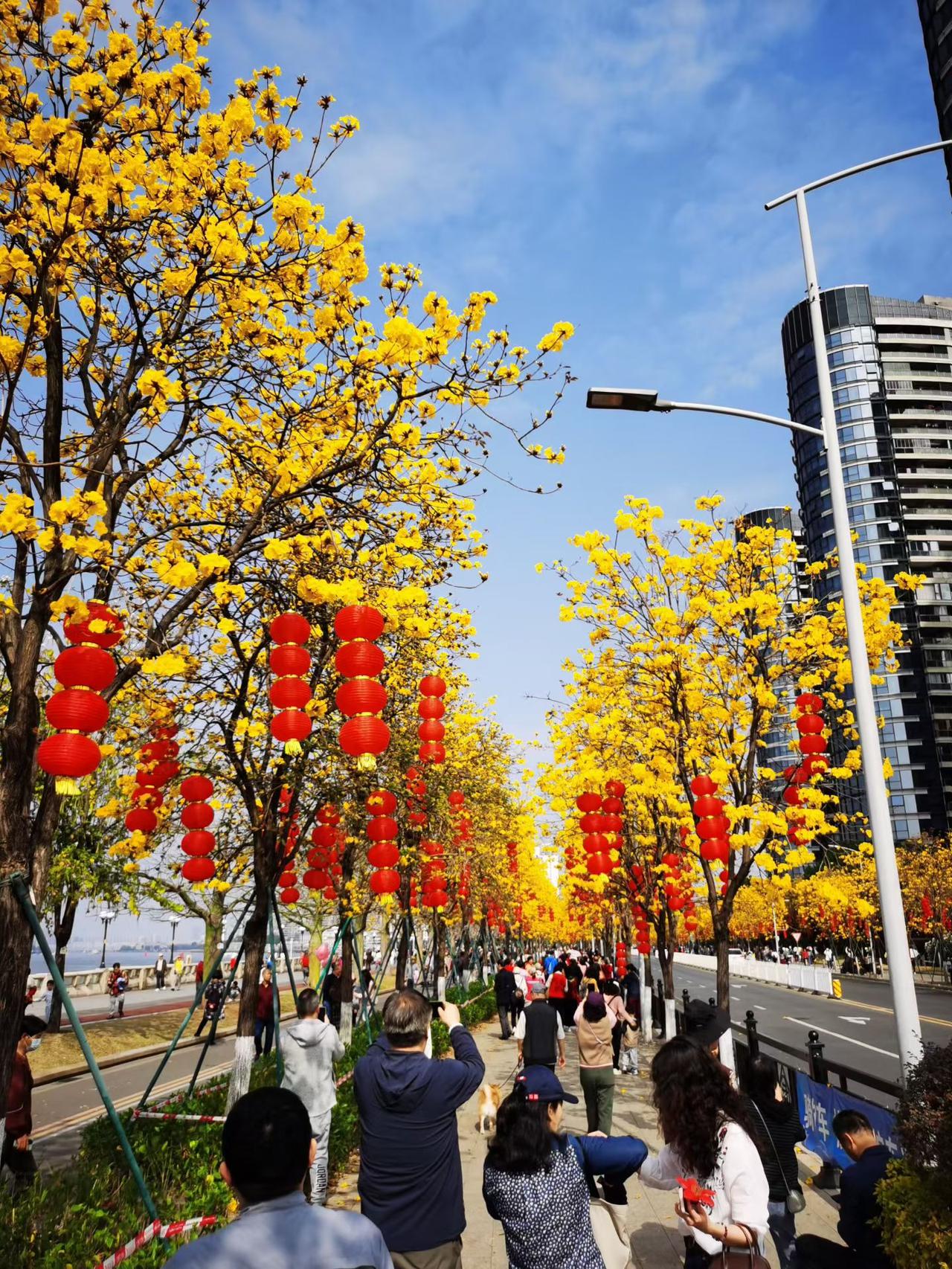今年广州洲头咀公园的黄花风铃烂若云霞，格外迷人眼，我也是醉了……不是因为春天