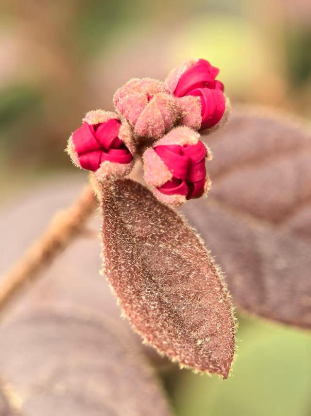 别忽视! 路边这不起眼小树, 竟浑身是宝