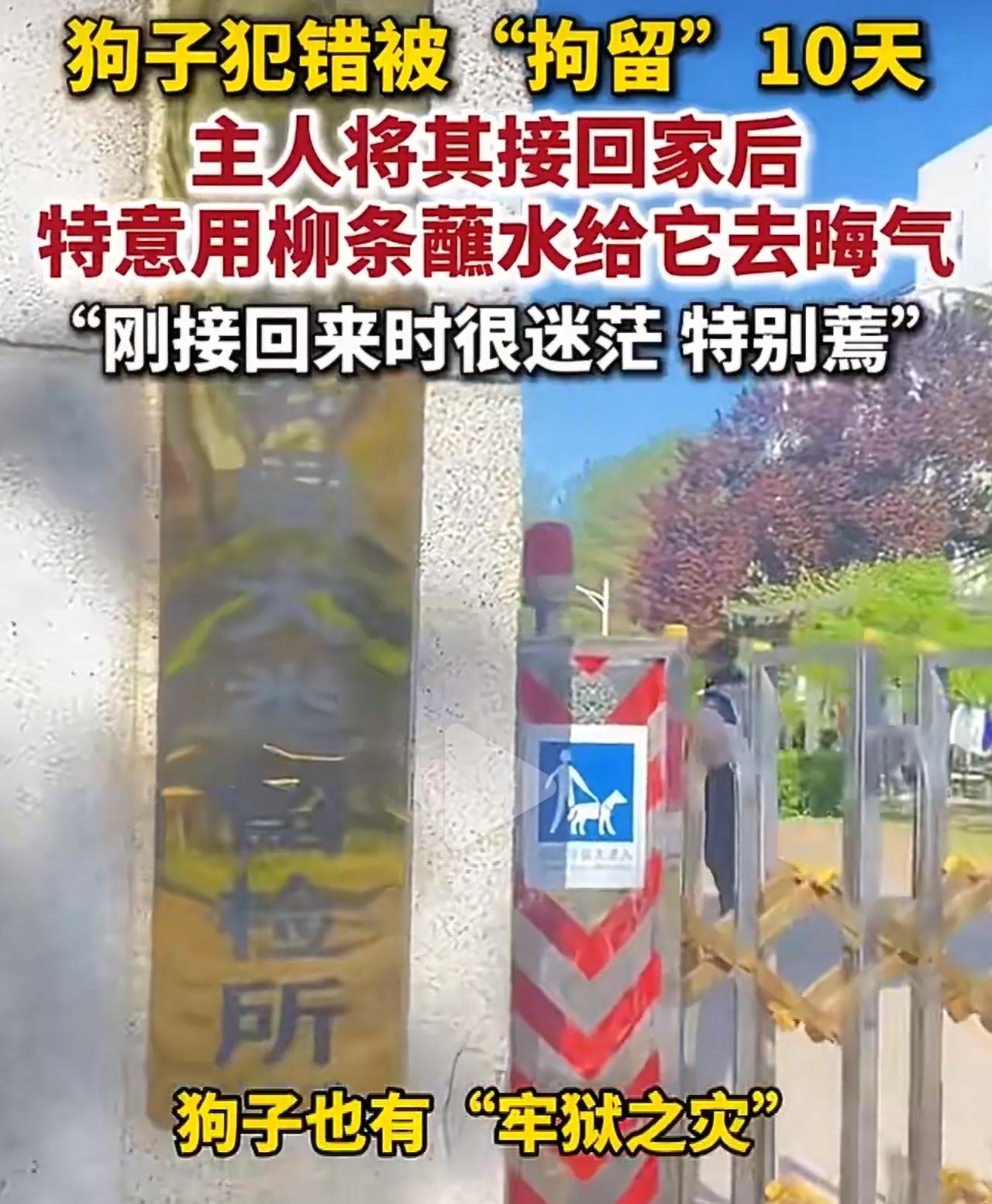 北京徐先生家的狗，在郊区不小心咬了人，按规定被送留检所隔离检疫了十天。好不容易接