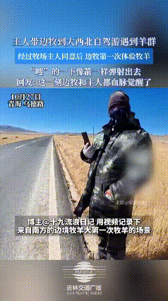 真没想到，我只是带边牧去青海自驾游，结果它当场上演"血脉觉醒"震撼全场！事情