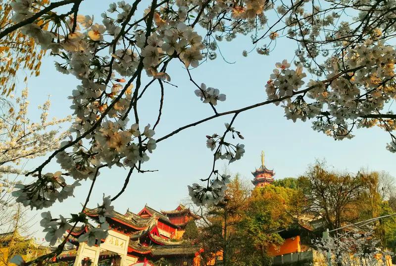 南京荣获全球最佳城市亚军，力压北京、东京都，属实牛！南京上榜靠的是底子厚。这里日