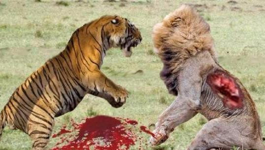 史上最全狮虎斗录像,老虎单挑狮子谁的胜算更大?