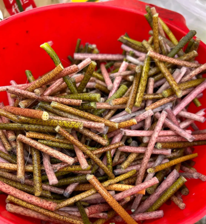 是湖北人都应该认识这道美食吧？它是长在河里面的，有没有人认识这个美食？