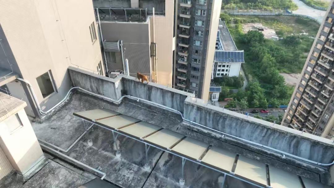南宁小区现猕猴住5天未被诱捕居民和睦相处：近日，一只猕猴现身南宁一小区高层外墙