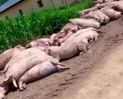 “严查到底！”12月28日，重庆，一村民养的猪得了猪瘟，死了80多头，虽然损失惨