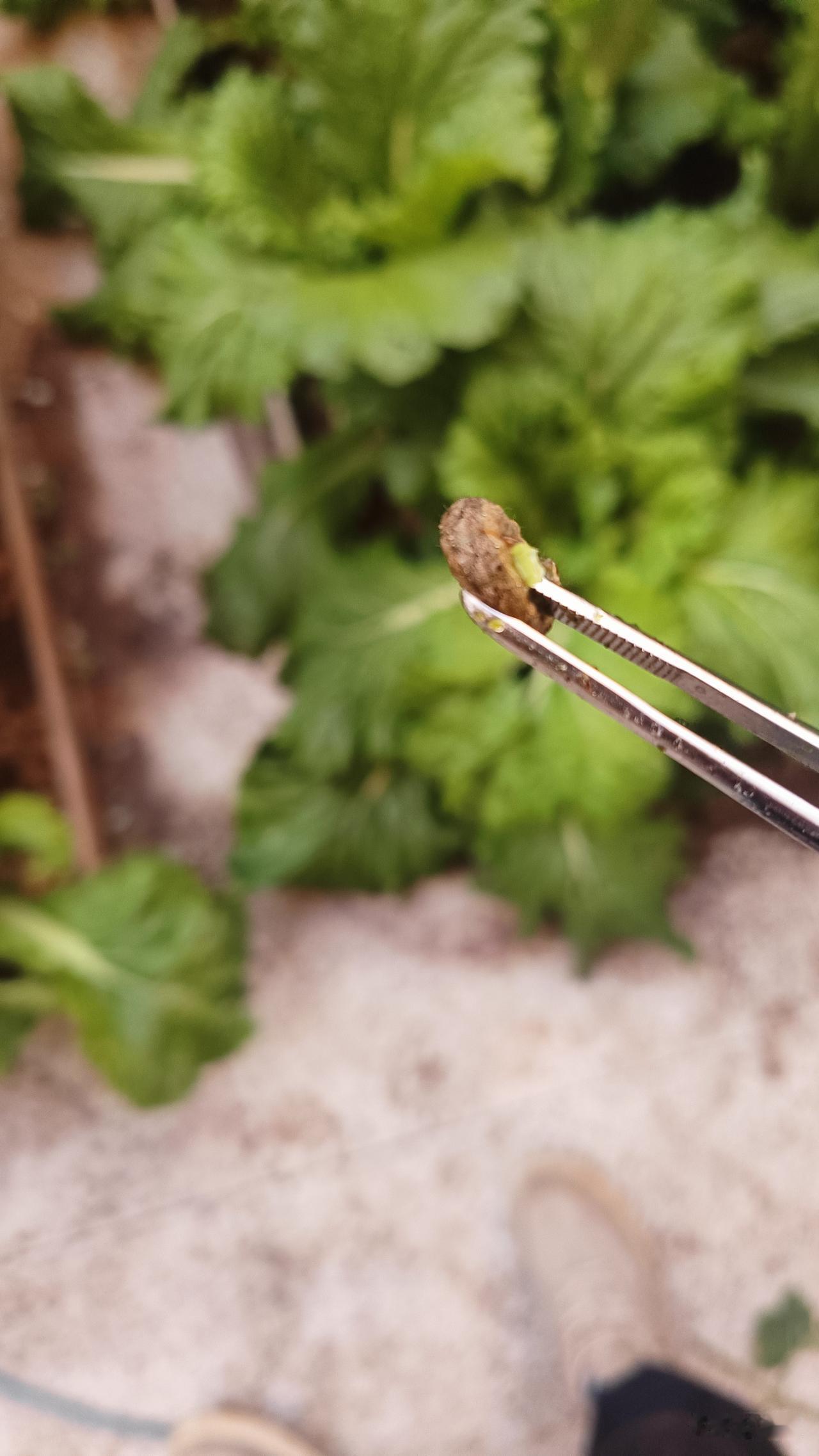 白菜包心期遭遇虫害，防虫网也不是万能的白菜已经进入包心期，本来计划进行第二
